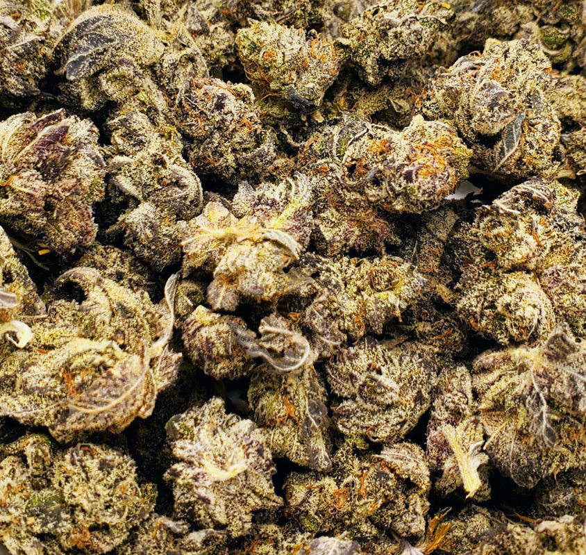 truffle.jpg Relish the savory, earthy notes of White Truffle, gently underscored by a subtle skunky backdrop. Ideal for unwinding after a demanding day or setting the tone for a restful evening, this strain is a top choice for those seeking solace from stress and fatigue. Admire its aesthetic allure, with glistening white trichomes and contrasting dark brown tendrils. Hailing from Fresh Coast Genetics in Michigan, White Truffle holds its own unique charm. It's worth noting that Parabellum Genetics also offers a strain by the same name. Treat yourself to this exquisite blend and immerse in its tranquil allure.