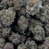 Purple Mac (AAA+)