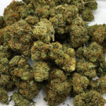 Super Lemon Haze (AAAA)