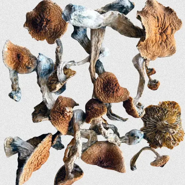 Wavy Z Magic Mushroon Wavy Z - Image 1